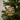 Joy to the World Wood Christmas Ornament
