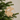 Peace on Earth Wood Christmas Ornament