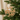 Jesus is the Reason Wood Christmas Ornament